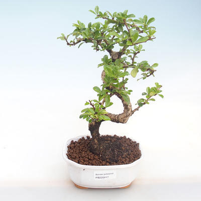 Pokojová bonsai - Carmona macrophylla - Čaj fuki PB220417 - 1