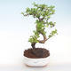 Pokojová bonsai - Carmona macrophylla - Čaj fuki PB220417 - 1/5