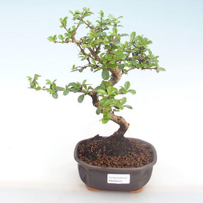 Pokojová bonsai - Carmona macrophylla - Čaj fuki PB220418 - 1