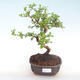 Pokojová bonsai - Carmona macrophylla - Čaj fuki PB220418 - 1/5