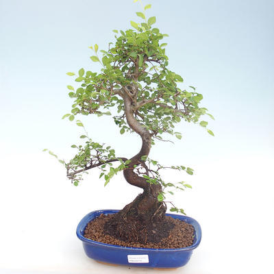Pokojová bonsai - Ulmus parvifolia - Malolistý jilm PB220419 - 1