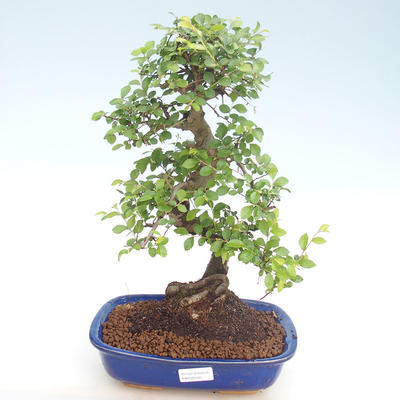 Pokojová bonsai - Ulmus parvifolia - Malolistý jilm PB220420 - 1