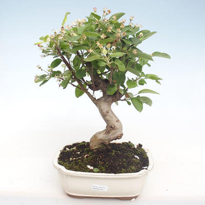 Venkovní bonsai - Malus halliana -  Maloplodá jabloň VB2020-424 - 1