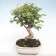 Venkovní bonsai - Malus halliana -  Maloplodá jabloň VB2020-424 - 1/5