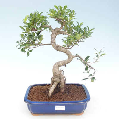 Pokojová bonsai - Ficus retusa -  malolistý fíkus PB220428 - 1