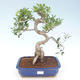 Pokojová bonsai - Ficus retusa -  malolistý fíkus PB220428 - 1/2