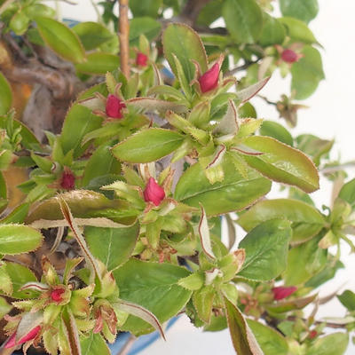 Venkovní bonsai -  Pseudocydonia sinensis - Kdouloň čínská VB2020-416 - 1