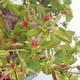 Venkovní bonsai -  Pseudocydonia sinensis - Kdouloň čínská VB2020-416 - 1/2