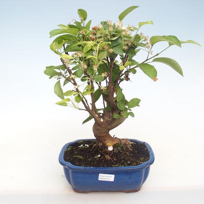 Venkovní bonsai - Malus halliana -  Maloplodá jabloň VB2020-431 - 1
