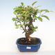 Venkovní bonsai - Malus halliana -  Maloplodá jabloň VB2020-431 - 1/5