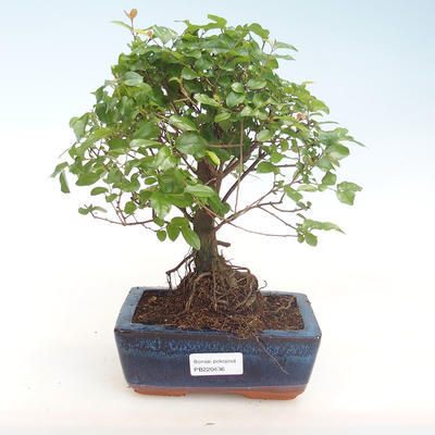 Pokojová bonsai - Sagerécie thea - Sagerécie thea  PB220436 - 1