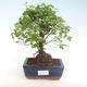 Pokojová bonsai - Sagerécie thea - Sagerécie thea  PB220436 - 1/4