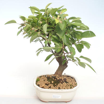 Venkovní bonsai - Malus halliana -  Maloplodá jabloň VB2020-437 - 1