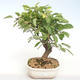 Venkovní bonsai - Malus halliana -  Maloplodá jabloň VB2020-437 - 1/5