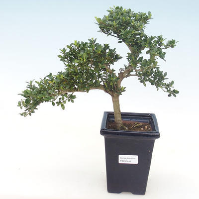 Pokojová bonsai - Ilex crenata - Cesmína PB220441