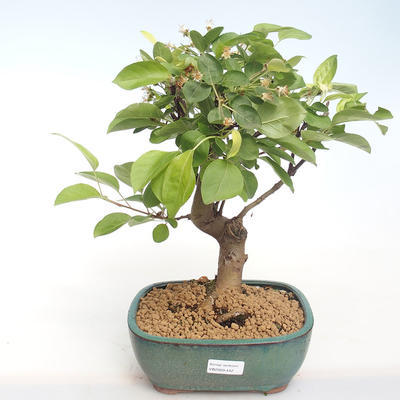 Venkovní bonsai - Malus halliana -  Maloplodá jabloň VB2020-442 - 1
