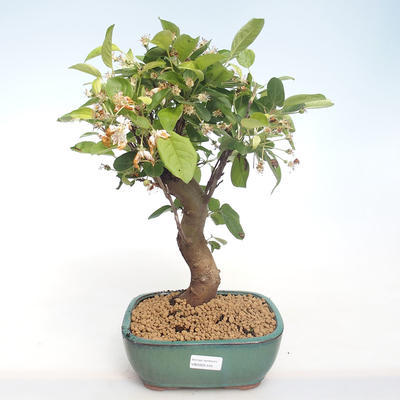 Venkovní bonsai - Malus halliana -  Maloplodá jabloň VB2020-445 - 1