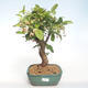 Venkovní bonsai - Malus halliana -  Maloplodá jabloň VB2020-445 - 1/5