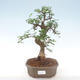 Pokojová bonsai - Ulmus parvifolia - Malolistý jilm PB220445 - 1/3