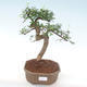 Pokojová bonsai - Ulmus parvifolia - Malolistý jilm PB220447 - 1/3