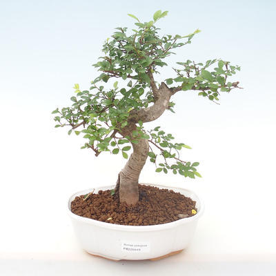 Pokojová bonsai - Ulmus parvifolia - Malolistý jilm PB220449 - 1