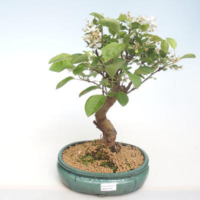 Venkovní bonsai - Malus halliana -  Maloplodá jabloň VB2020-449 - 1