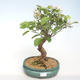 Venkovní bonsai - Malus halliana -  Maloplodá jabloň VB2020-449 - 1/5