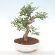 Pokojová bonsai - Ulmus parvifolia - Malolistý jilm PB220449 - 1/3