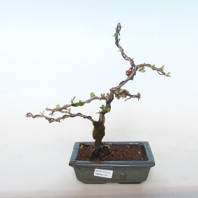 Venkovní bonsai - Chaenomeles spec. Rubra - Kdoulovec VB2020-144 - 1