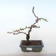 Venkovní bonsai - Chaenomeles spec. Rubra - Kdoulovec VB2020-144 - 1/3