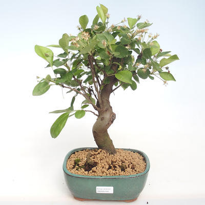 Venkovní bonsai - Malus halliana -  Maloplodá jabloň VB2020-450 - 1