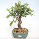 Venkovní bonsai - Malus halliana -  Maloplodá jabloň VB2020-450 - 1/5