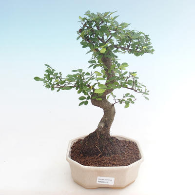 Pokojová bonsai - Ulmus parvifolia - Malolistý jilm PB220451 - 1