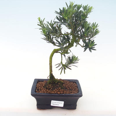 Pokojová bonsai - Podocarpus - Kamenný tis PB220454
