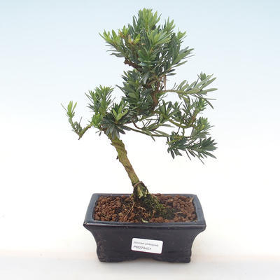 Pokojová bonsai - Podocarpus - Kamenný tis PB220457