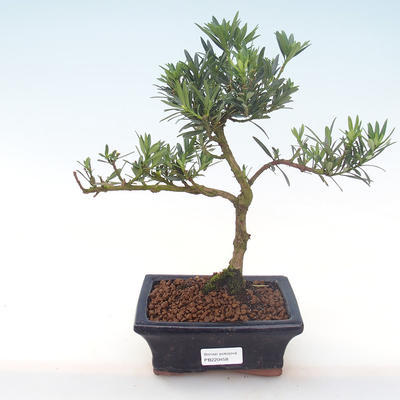 Pokojová bonsai - Podocarpus - Kamenný tis PB220458