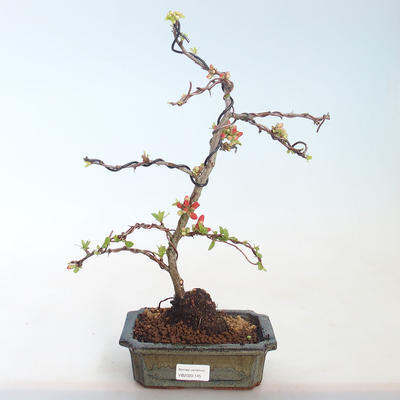 Venkovní bonsai - Chaenomeles spec. Rubra - Kdoulovec VB2020-145 - 1
