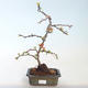 Venkovní bonsai - Chaenomeles spec. Rubra - Kdoulovec VB2020-145 - 1/3
