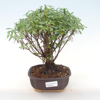 Pokojová bonsai - Cuphea - Japonská myrta PB220461