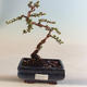 Venkovní bonsai-Cotoneaster horizontalis-Skalník VB2020-464 - 1/2