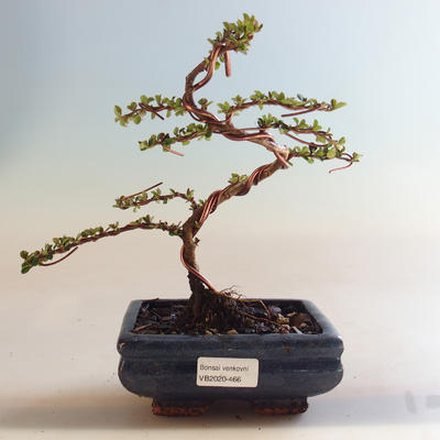 Venkovní bonsai-Cotoneaster horizontalis-Skalník VB2020-466 - 1