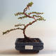 Venkovní bonsai-Cotoneaster horizontalis-Skalník VB2020-466 - 1/2