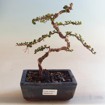 Venkovní bonsai-Cotoneaster horizontalis-Skalník VB2020-467 - 1
