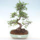 Pokojová bonsai - Ulmus parvifolia - Malolistý jilm PB220467 - 1/3