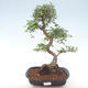 Pokojová bonsai - Ulmus parvifolia - Malolistý jilm PB220469 - 1/3