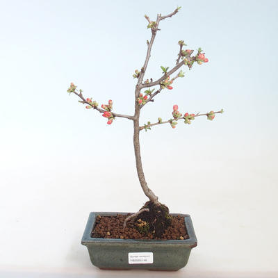 Venkovní bonsai - Chaenomeles spec. Rubra - Kdoulovec VB2020-146 - 1