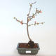 Venkovní bonsai - Chaenomeles spec. Rubra - Kdoulovec VB2020-146 - 1/3