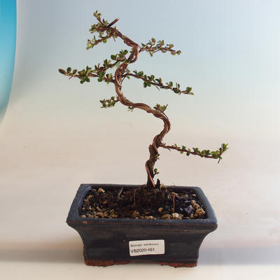 Venkovní bonsai-Cotoneaster horizontalis-Skalník VB2020-461 - 1