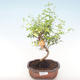 Pokojová bonsai-PUNICA granatum nana-Granátové jablko PB220471 - 1/3