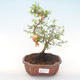 Pokojová bonsai-PUNICA granatum nana-Granátové jablko PB220475 - 1/3